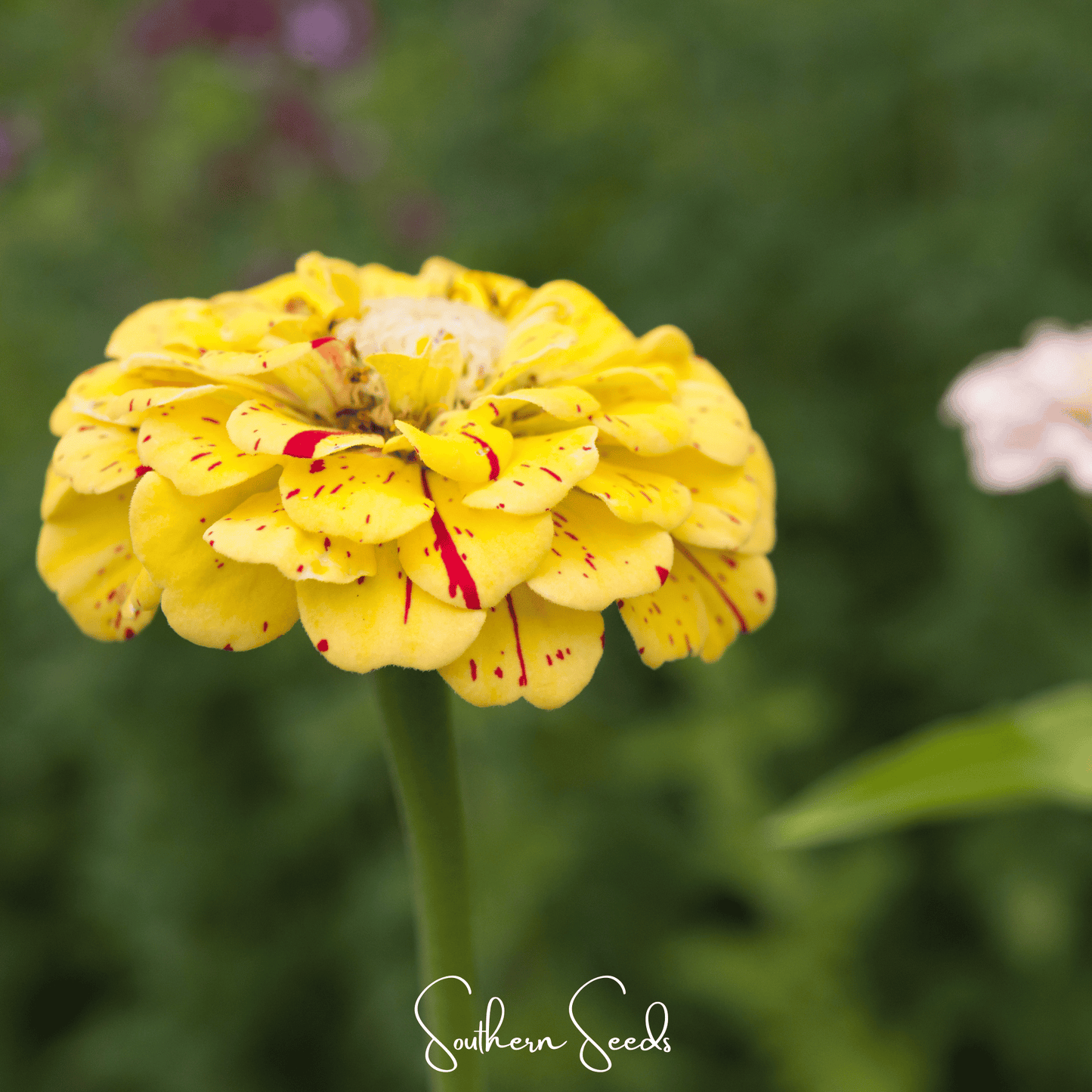 Peppermint Stick Zinnia ā 50 Seeds