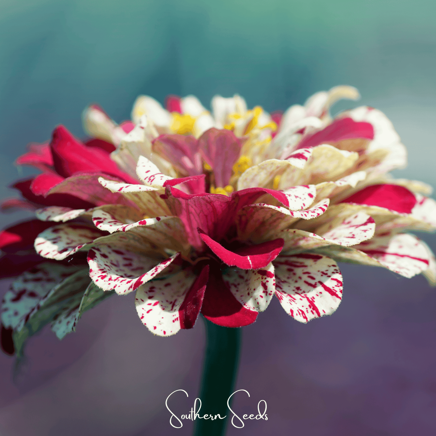 Peppermint Stick Zinnia ā 50 Seeds