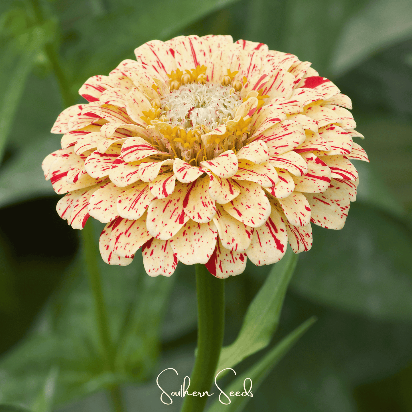 Peppermint Stick Zinnia ā 50 Seeds