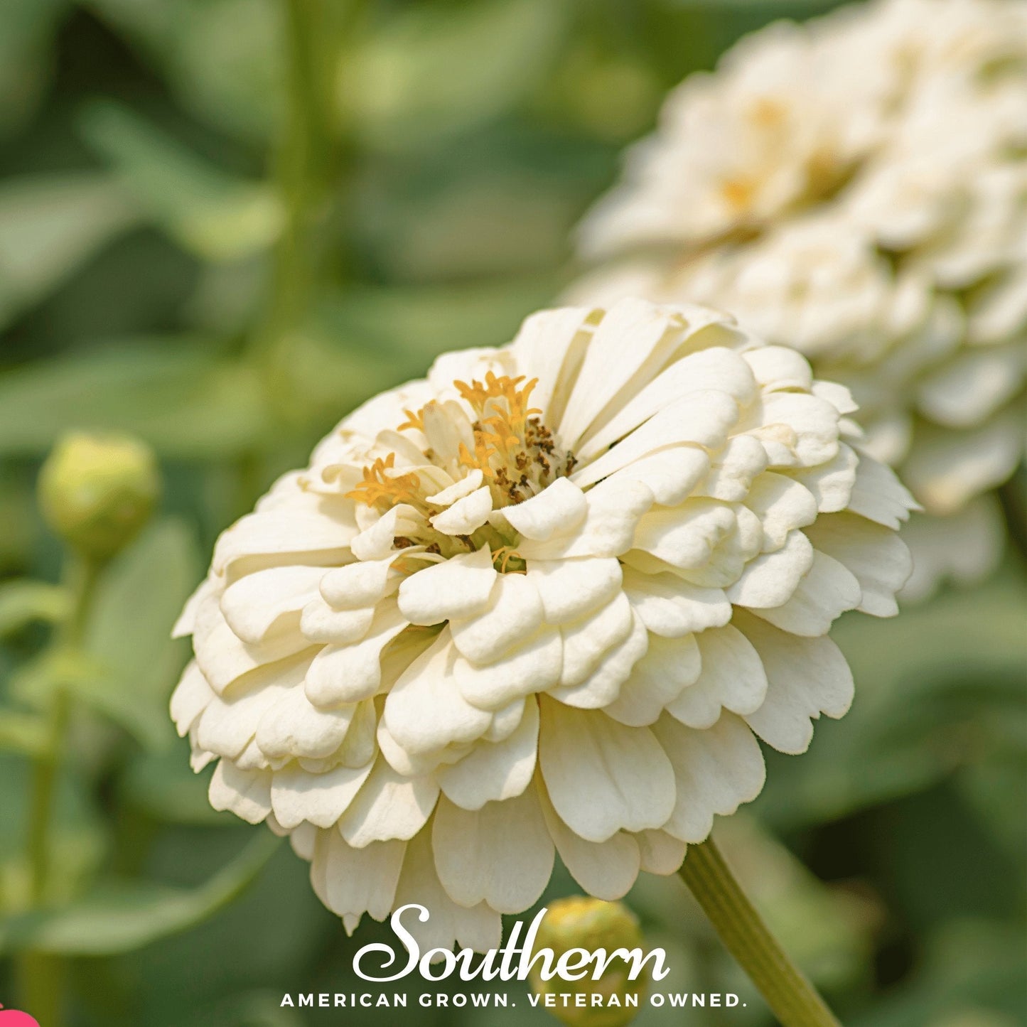 Polar Bear Zinnia ā 100 Seeds