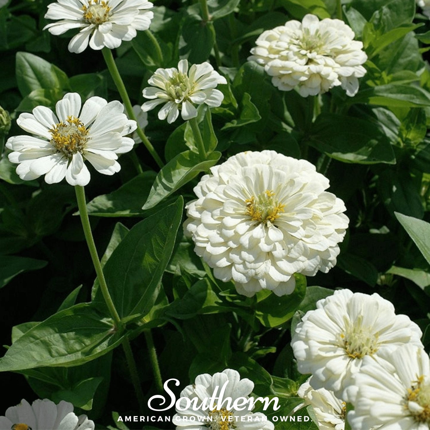 Polar Bear Zinnia ā 100 Seeds