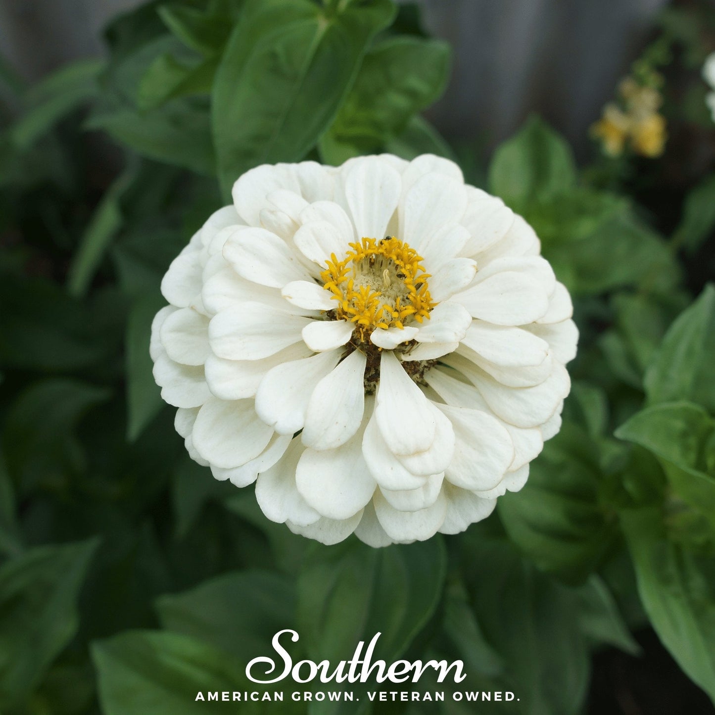 Polar Bear Zinnia ā 100 Seeds
