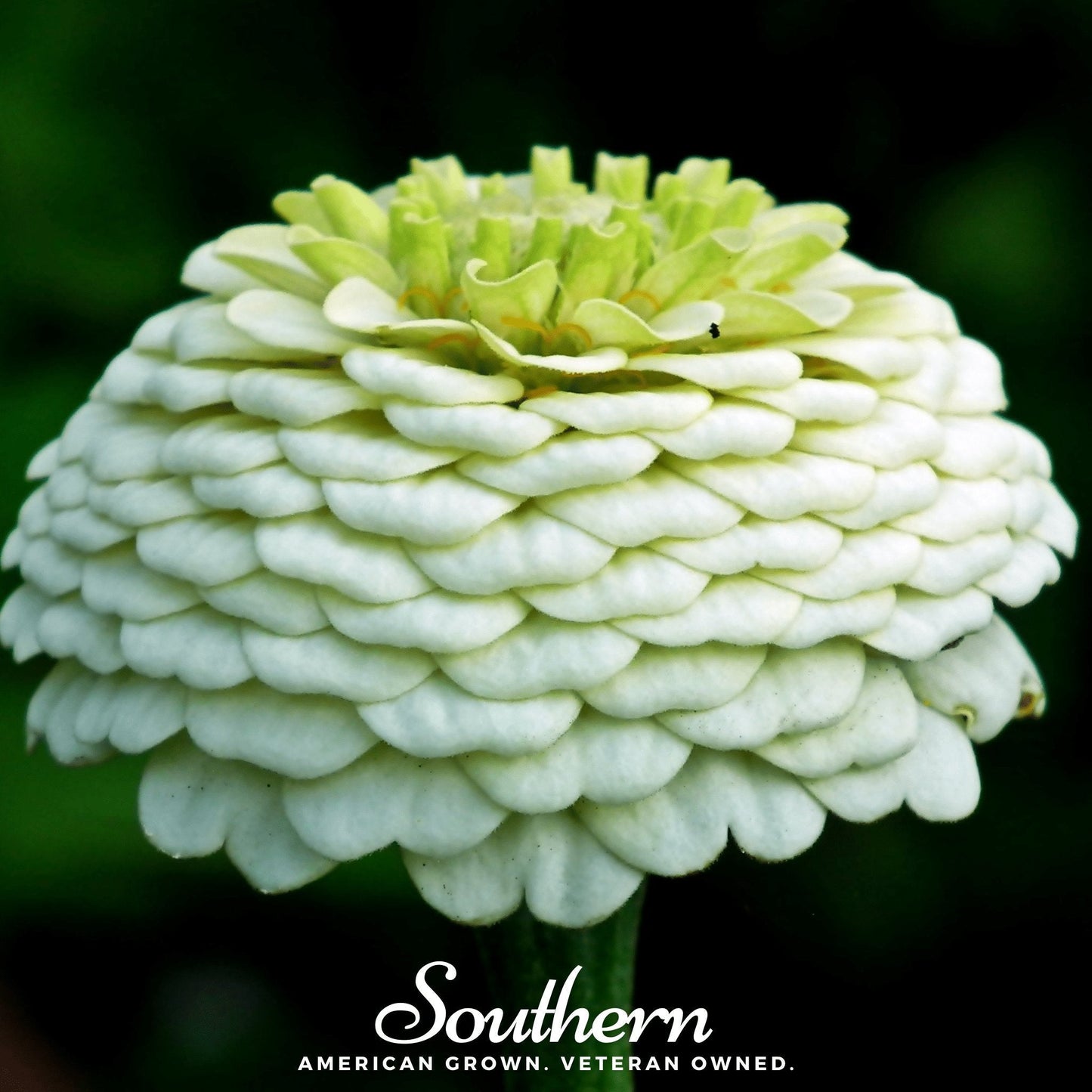 Polar Bear Zinnia ā 100 Seeds