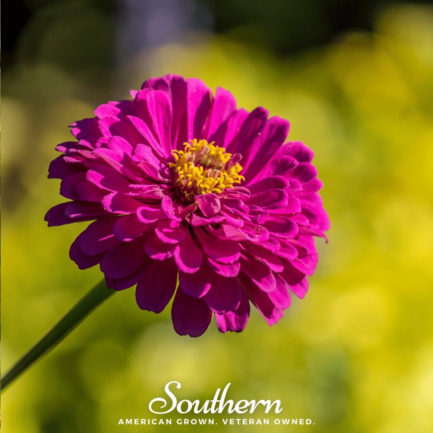 Purple Prince Zinnia ā 100 Seeds