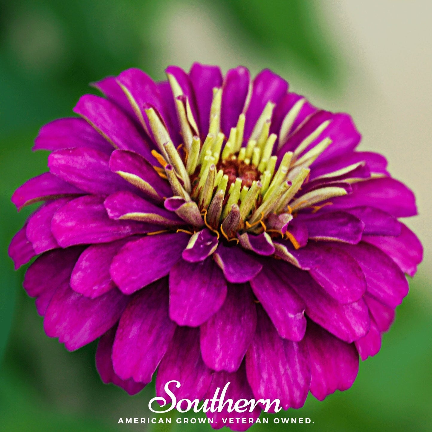 Purple Prince Zinnia ā 100 Seeds