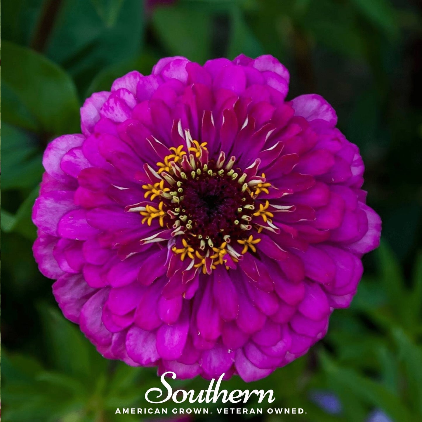 Purple Prince Zinnia ā 100 Seeds