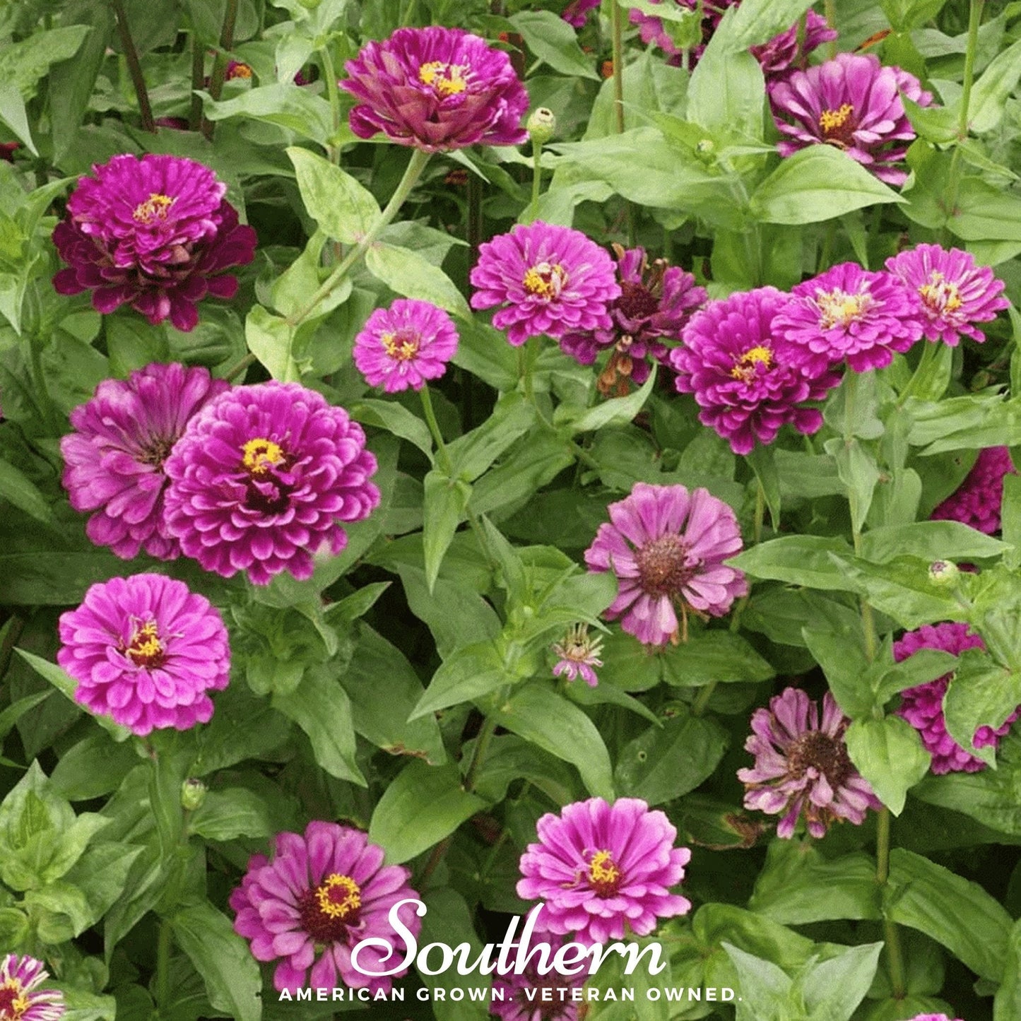 Purple Prince Zinnia ā 100 Seeds