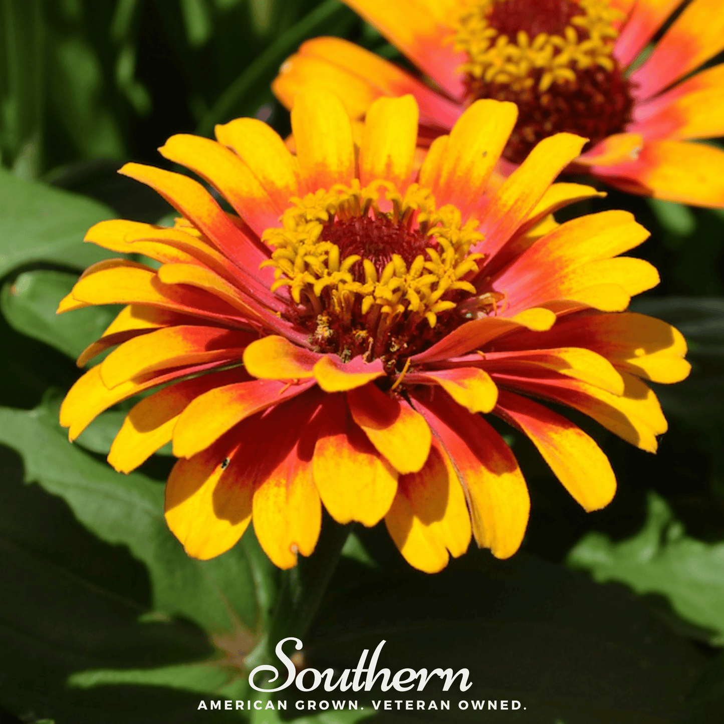 Sombrero Zinnia ā 50 Seeds