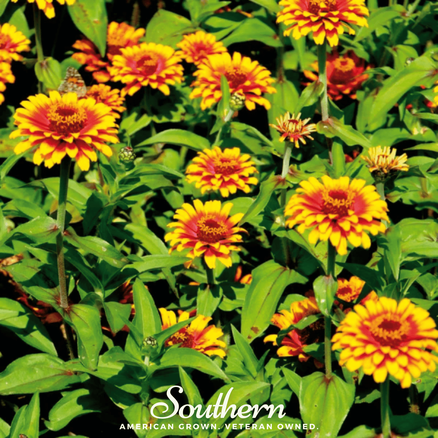 Sombrero Zinnia ā 50 Seeds