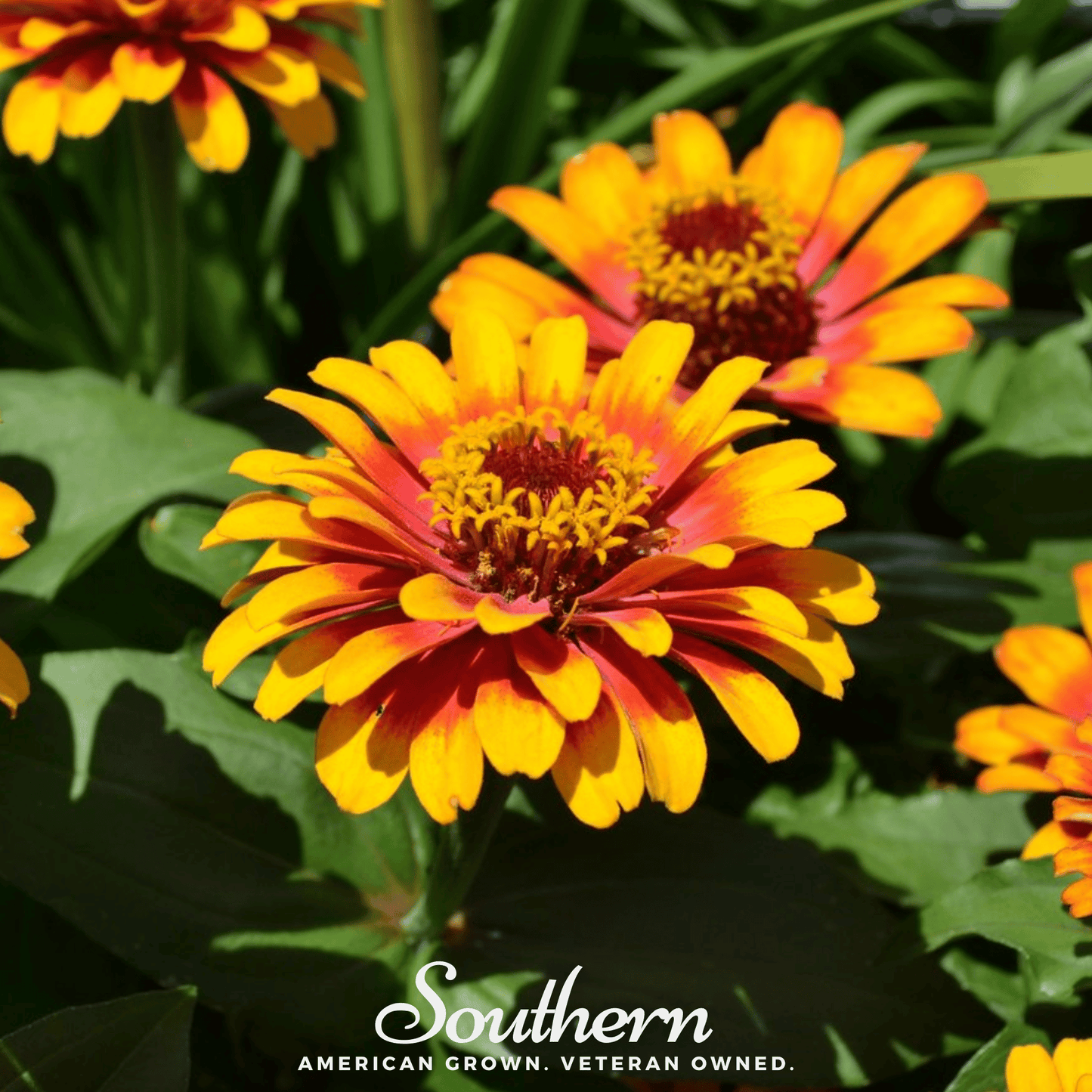 Sombrero Zinnia ā 50 Seeds
