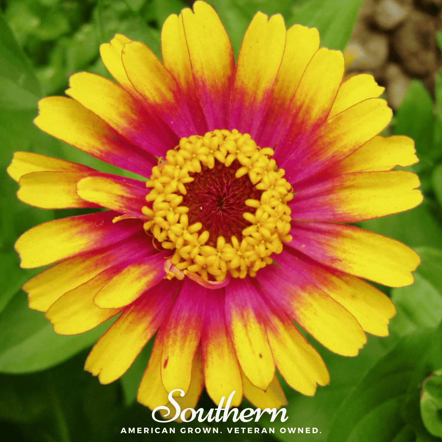 Sombrero Zinnia ā 50 Seeds