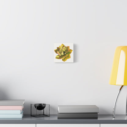 Noble Aeonium Succulent Canvas Print – Botanical Wall Art