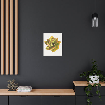 Noble Aeonium Succulent Canvas Print – Botanical Wall Art
