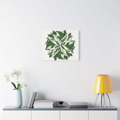 Calathea White Fusion Canvas Print – Botanical Wall Art