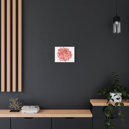 Graptosedum California Sunset Succulent Canvas Print – Botanical Wall Art