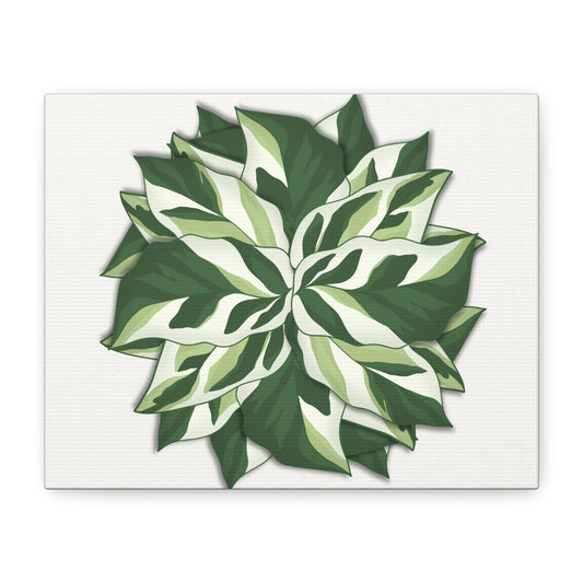 Calathea White Fusion Canvas Print – Botanical Wall Art