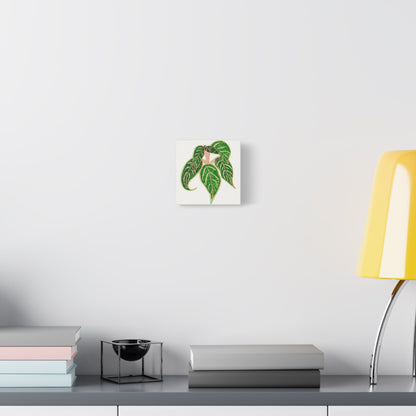 Aglaonema Sparkling Sarah Canvas Print – Botanical Wall Art