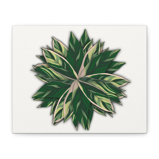 Stromanthe Triostar Canvas Print – Botanical Wall Art