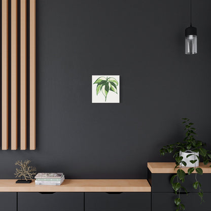 Philodendron Cream Splash Canvas Print – Botanical Wall Art