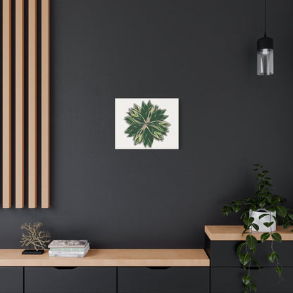 Stromanthe Triostar Canvas Print – Botanical Wall Art