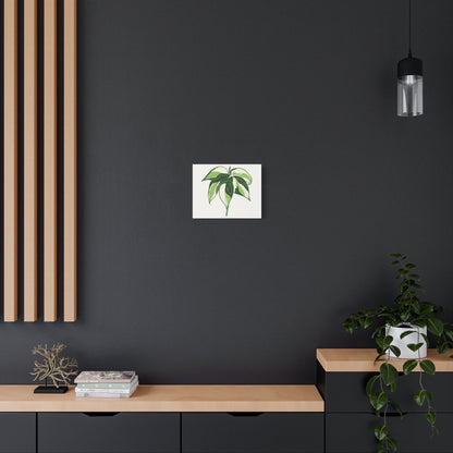 Philodendron Cream Splash Canvas Print – Botanical Wall Art