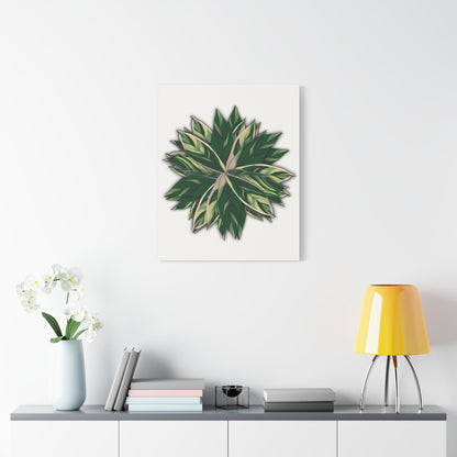Stromanthe Triostar Canvas Print – Botanical Wall Art