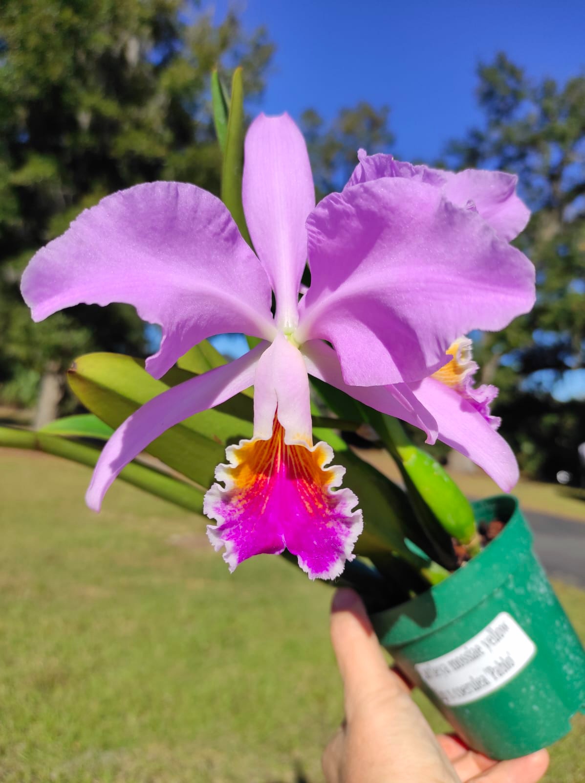 Cattleya mossiae yellow lip x coerulea 'Pablo'