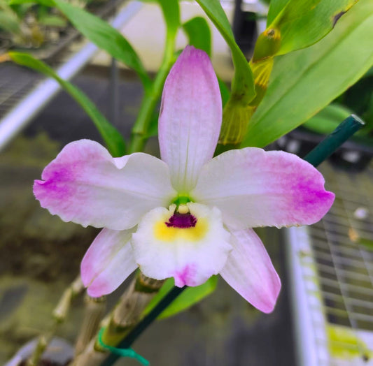 Dendrobium nobile type (mix color)