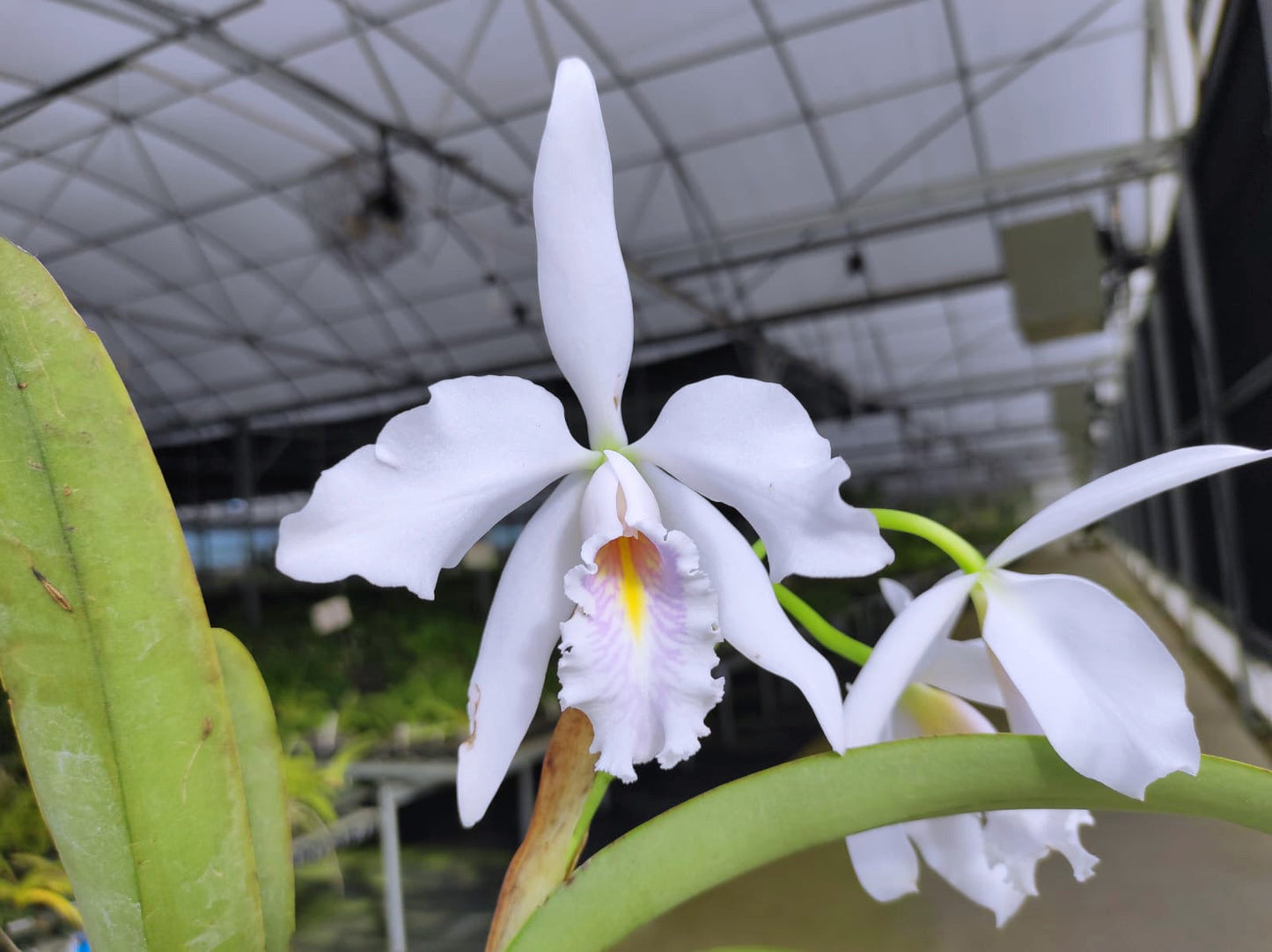 Cattleya maxima f. semialba coerulea 'Apopka'
