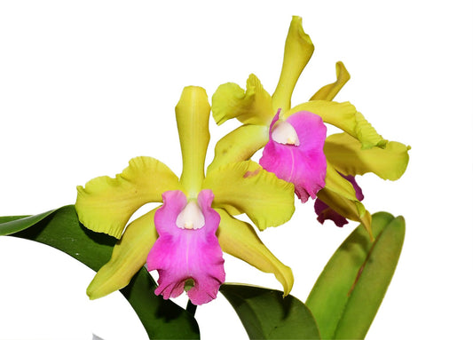 Rhyncholaeliocattleya Ivan Portilla