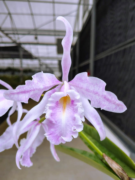Cattleya maxima 'Pink Princess'