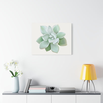 Pachyveria Haagei Succulent Canvas Print – Botanical Wall Art