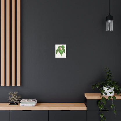 Aglaonema Sparkling Sarah Canvas Print – Botanical Wall Art