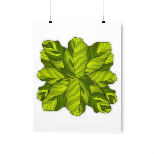 Calathea Yellow Fusion Botanical Print – Unframed Wall Art