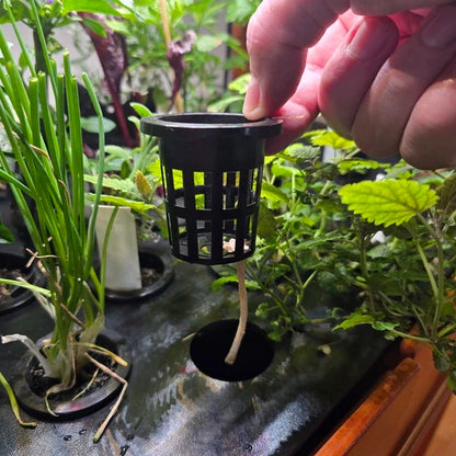 Cup (+Capillary String)