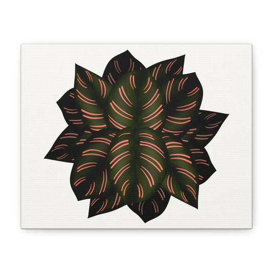 Calathea Pinstripe Canvas Print – Botanical Wall Art