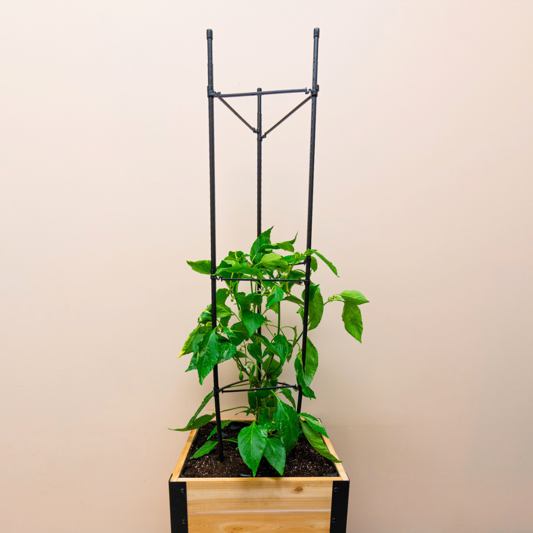 Vegetable Cage