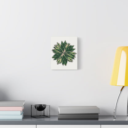 Stromanthe Triostar Canvas Print – Botanical Wall Art