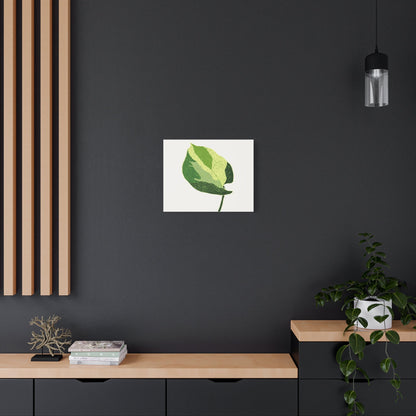 Manjula Pothos Illustrated Canvas Print – Botanical Wall Art