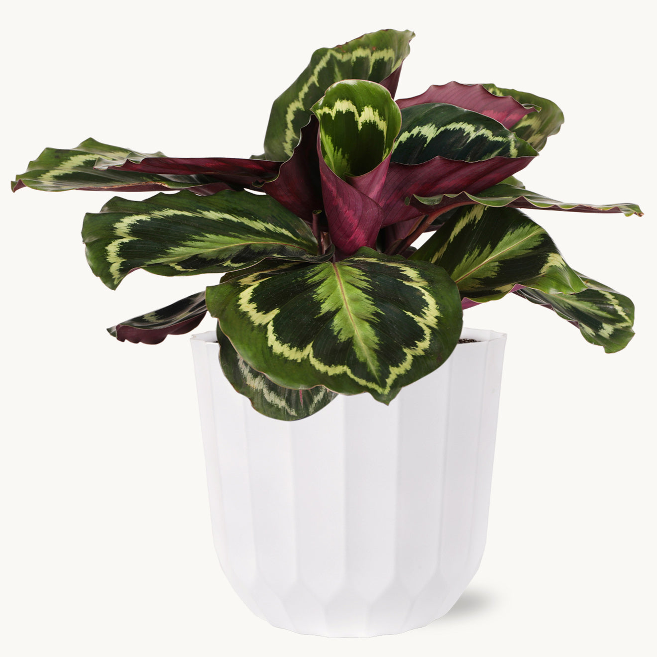 Large Calathea Medallion