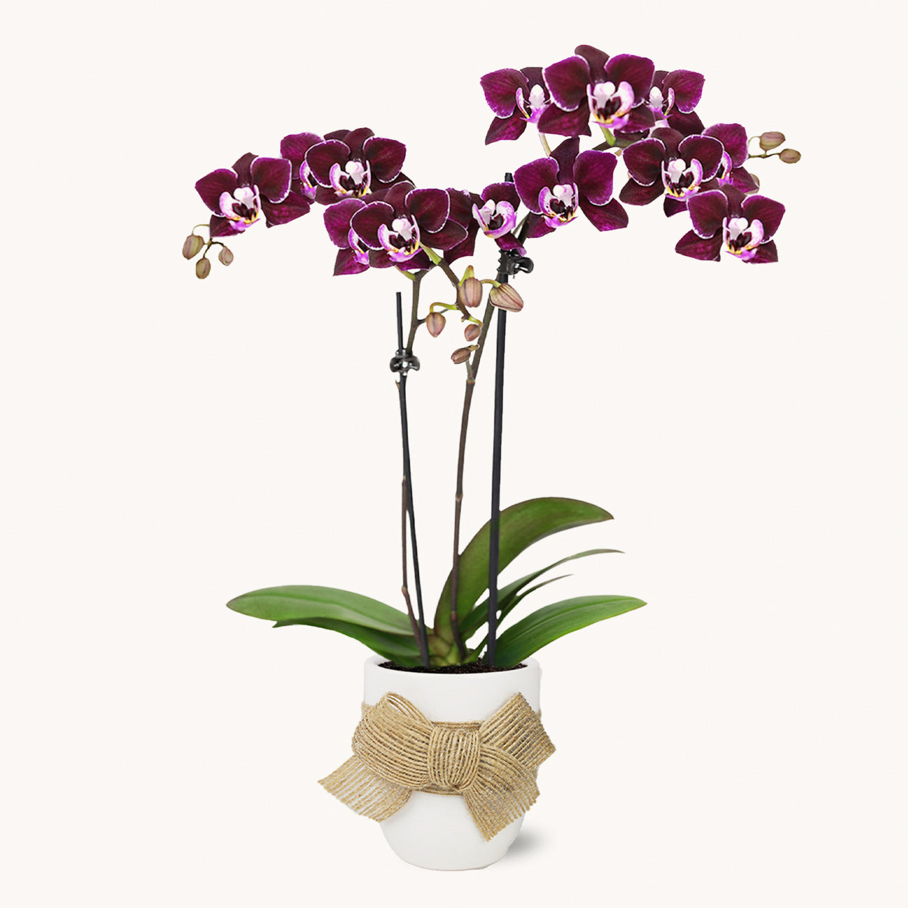 Petite Purple Tuxedo