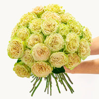 Radiant Glow Roses