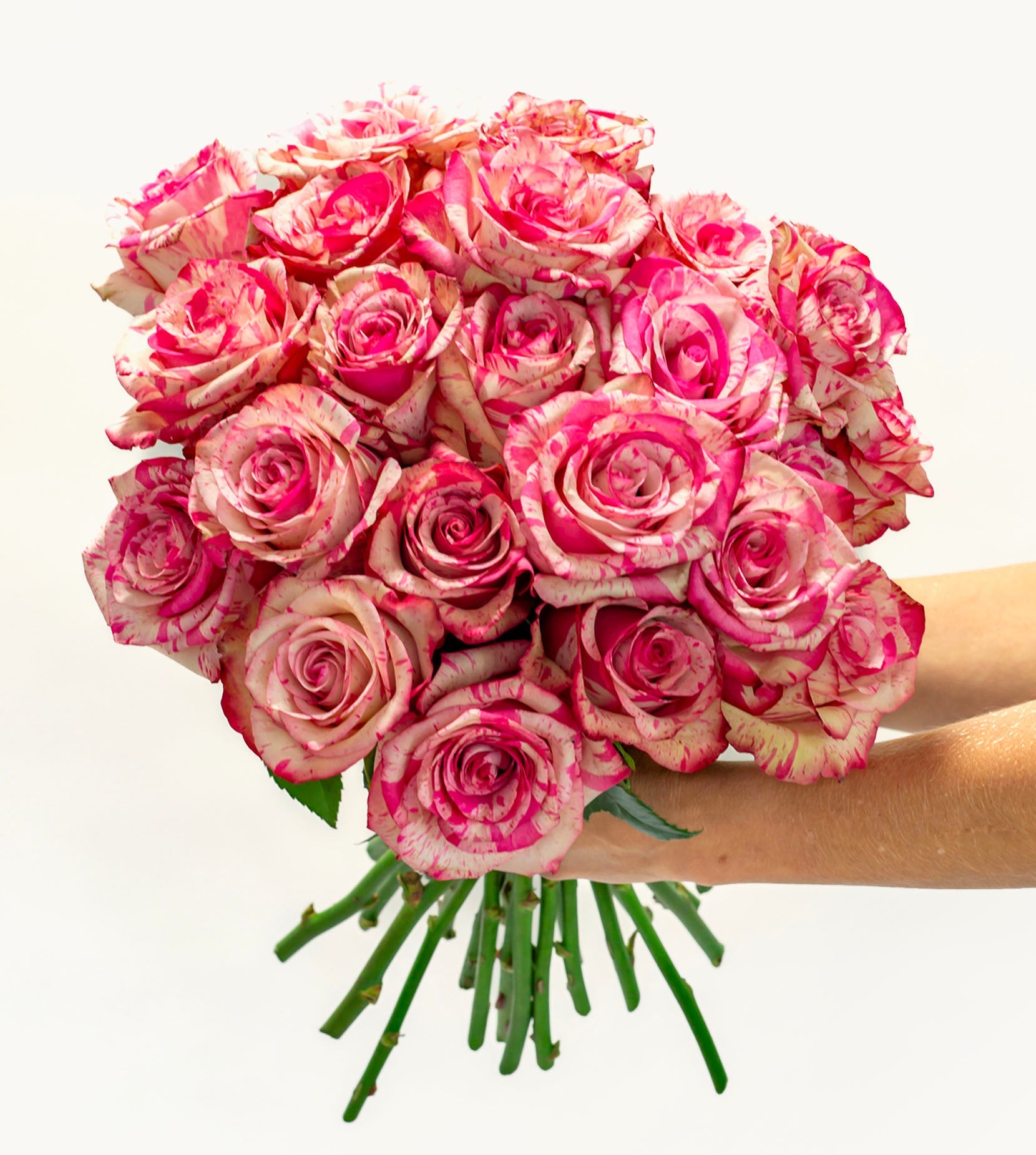 Painted Petal Roses