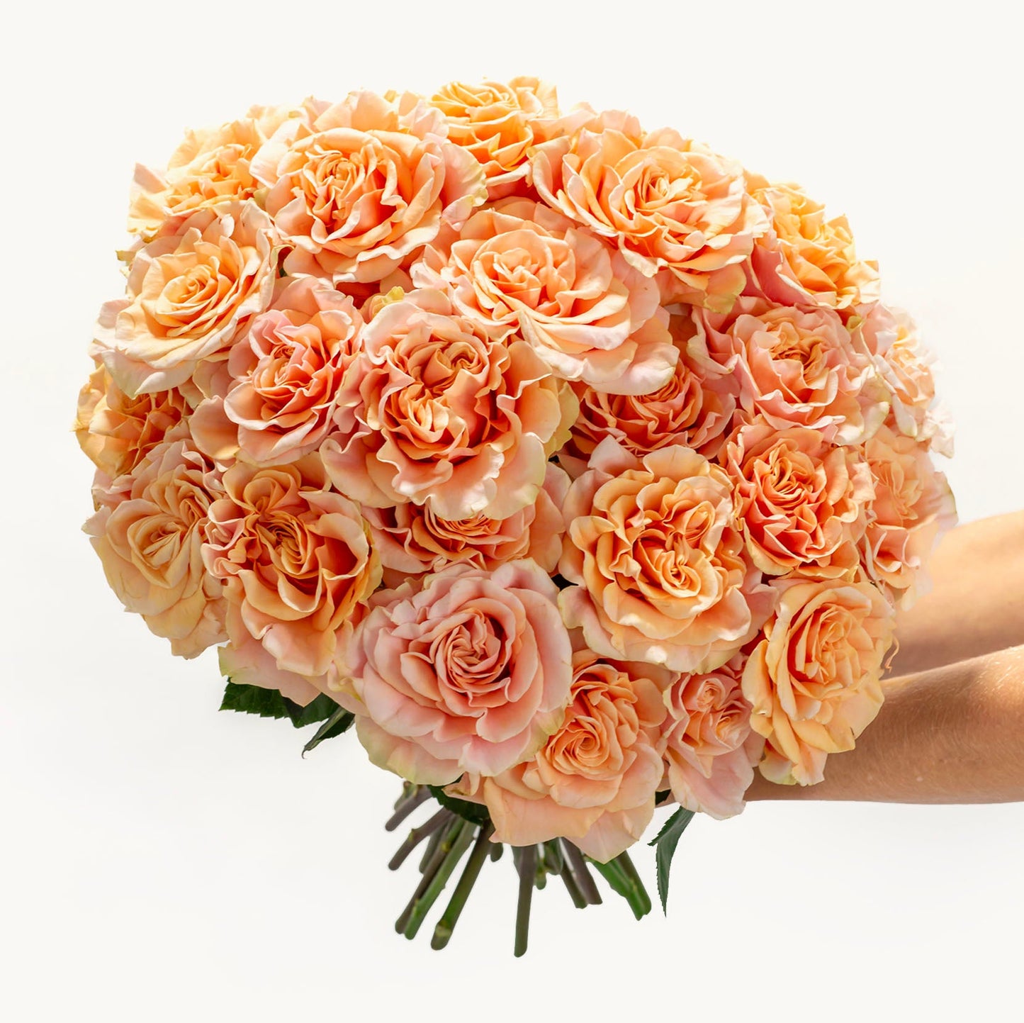 Apricot Dream Roses