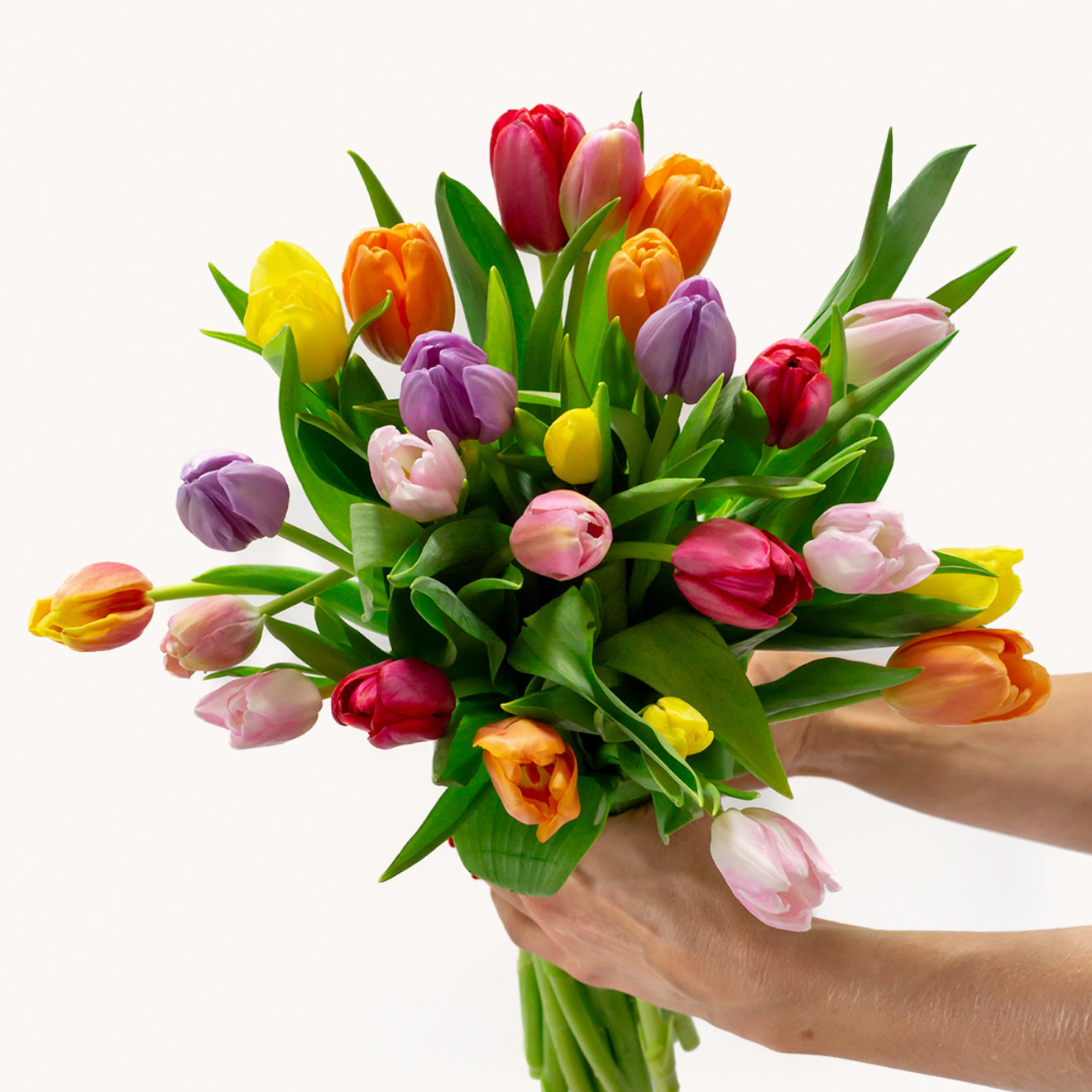 A Tulip For Everyone