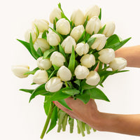 Pure White Tulips