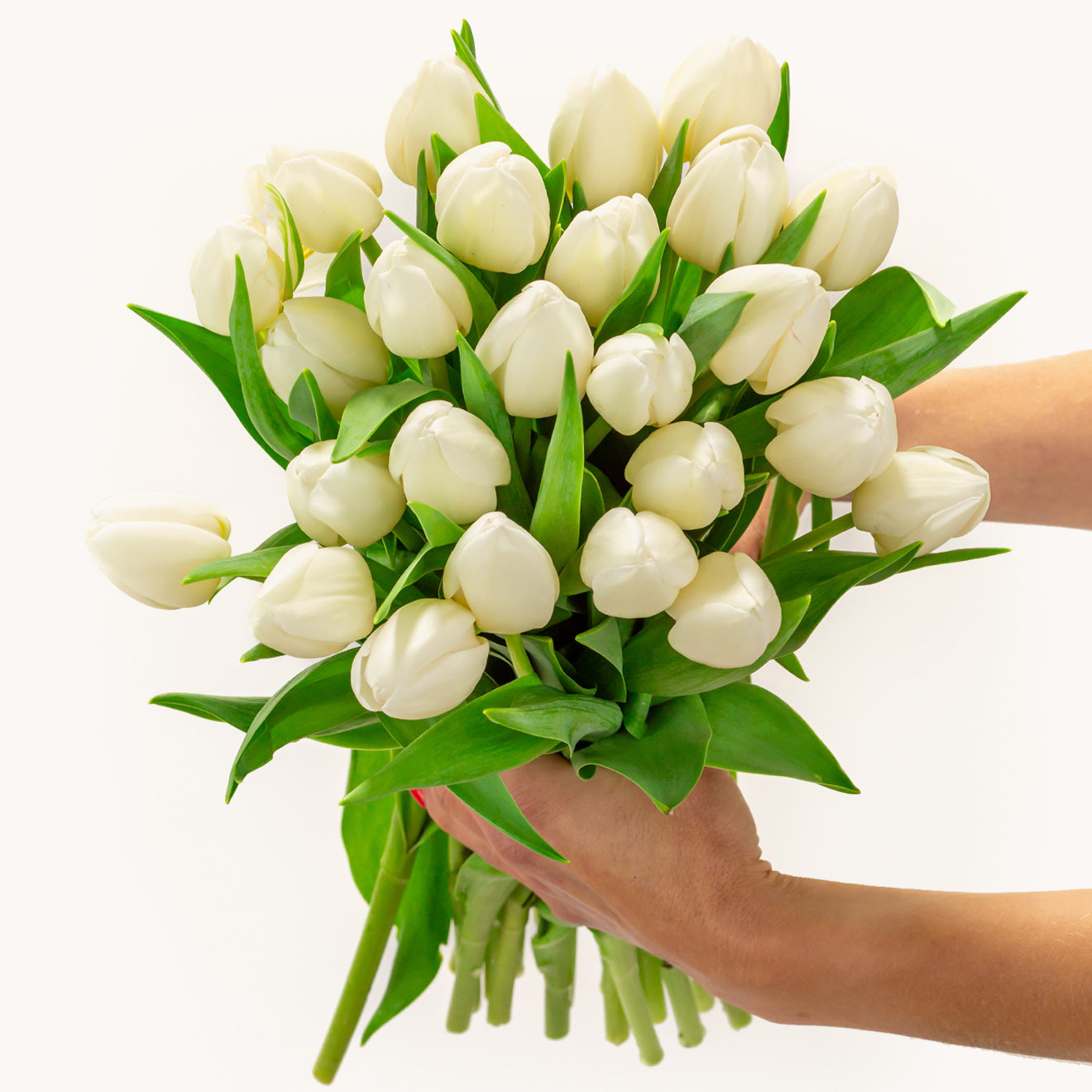 Pure White Tulips