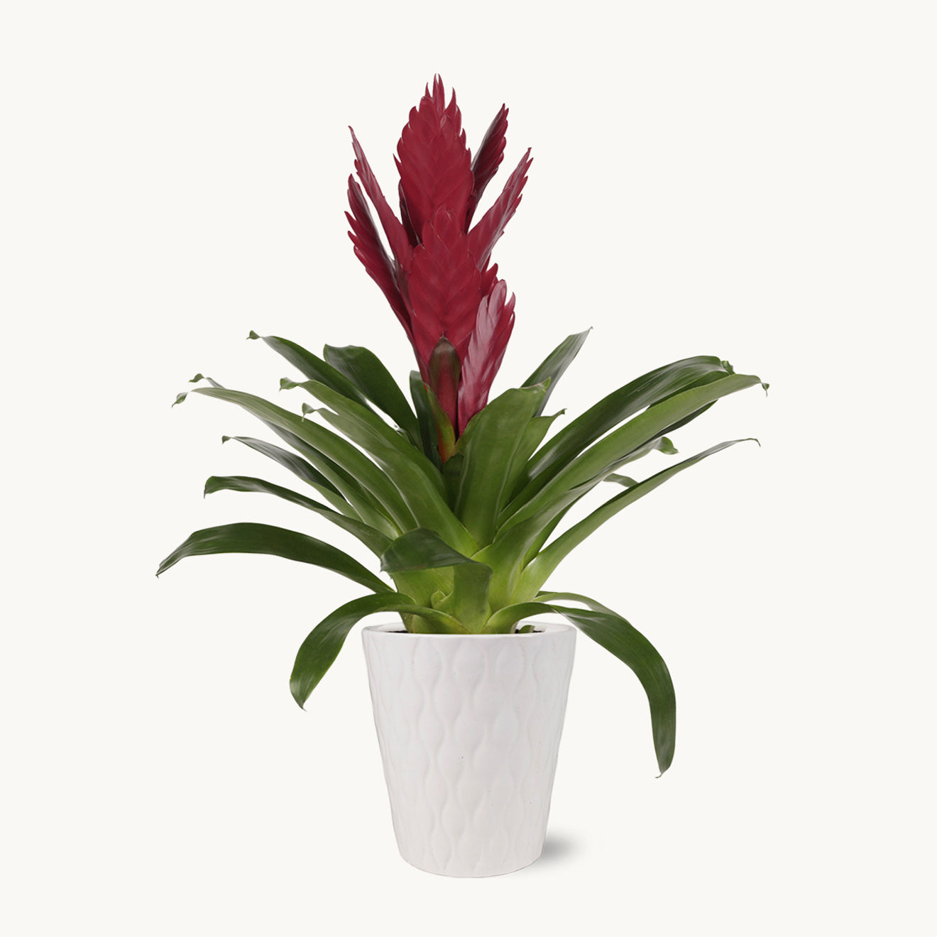 Purple and Maroon Bromeliad