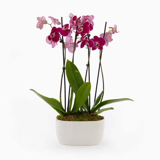 Purple Orchid Duo