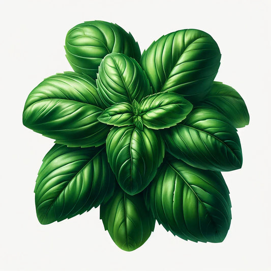 Basil (Genovese (Aroma 2)) (4x)